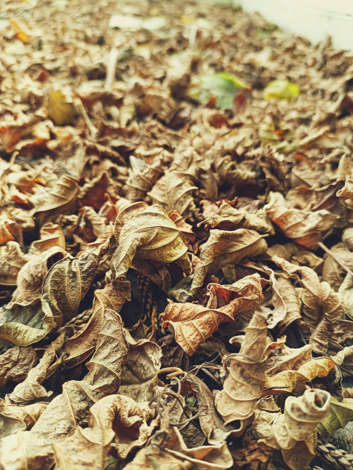 a bunch of leaves that are laying on the ground